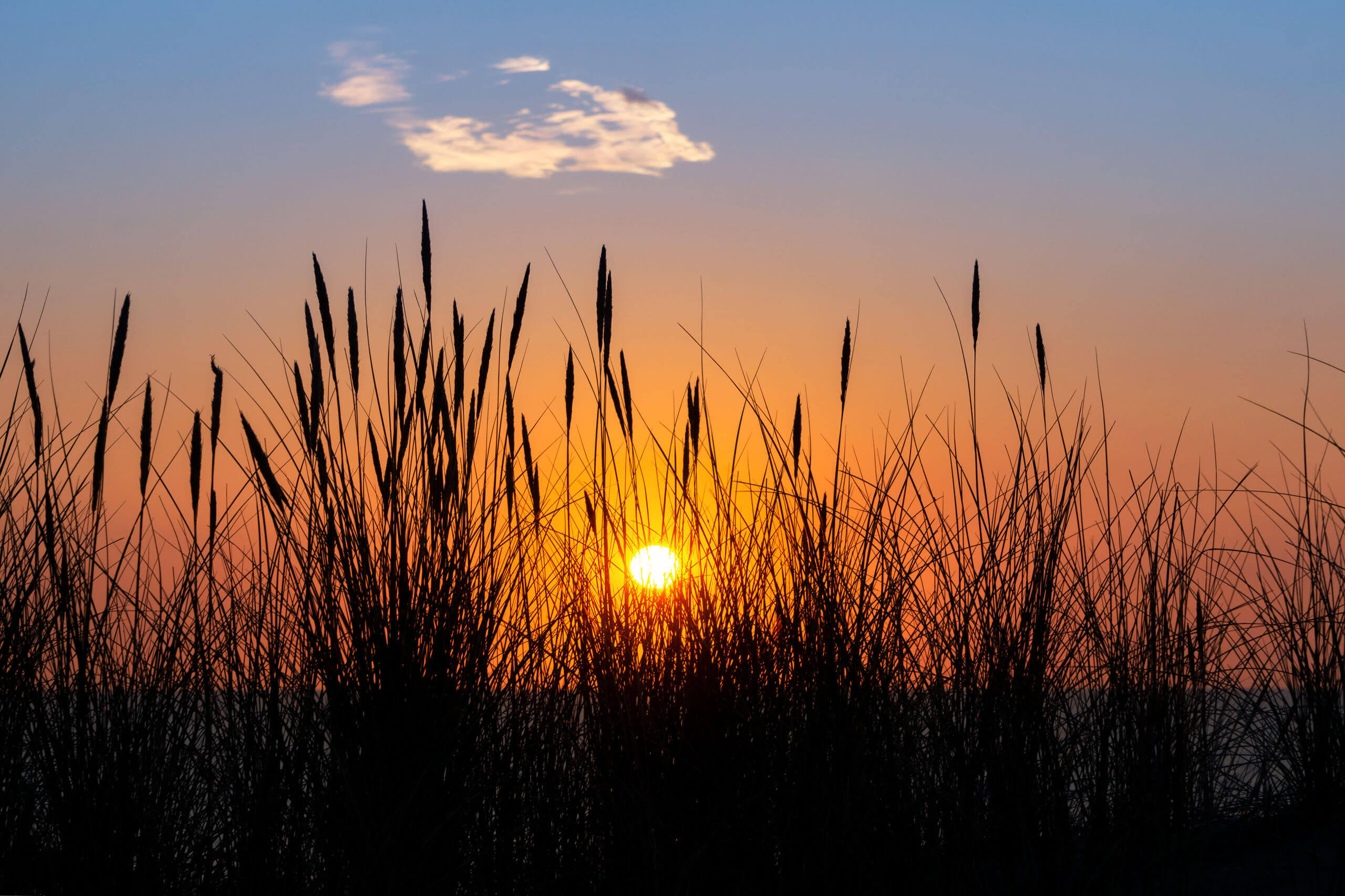 Ein Sonnenuntergang hinter hohem Gras im Hotel Stadt Hamburg GmbH